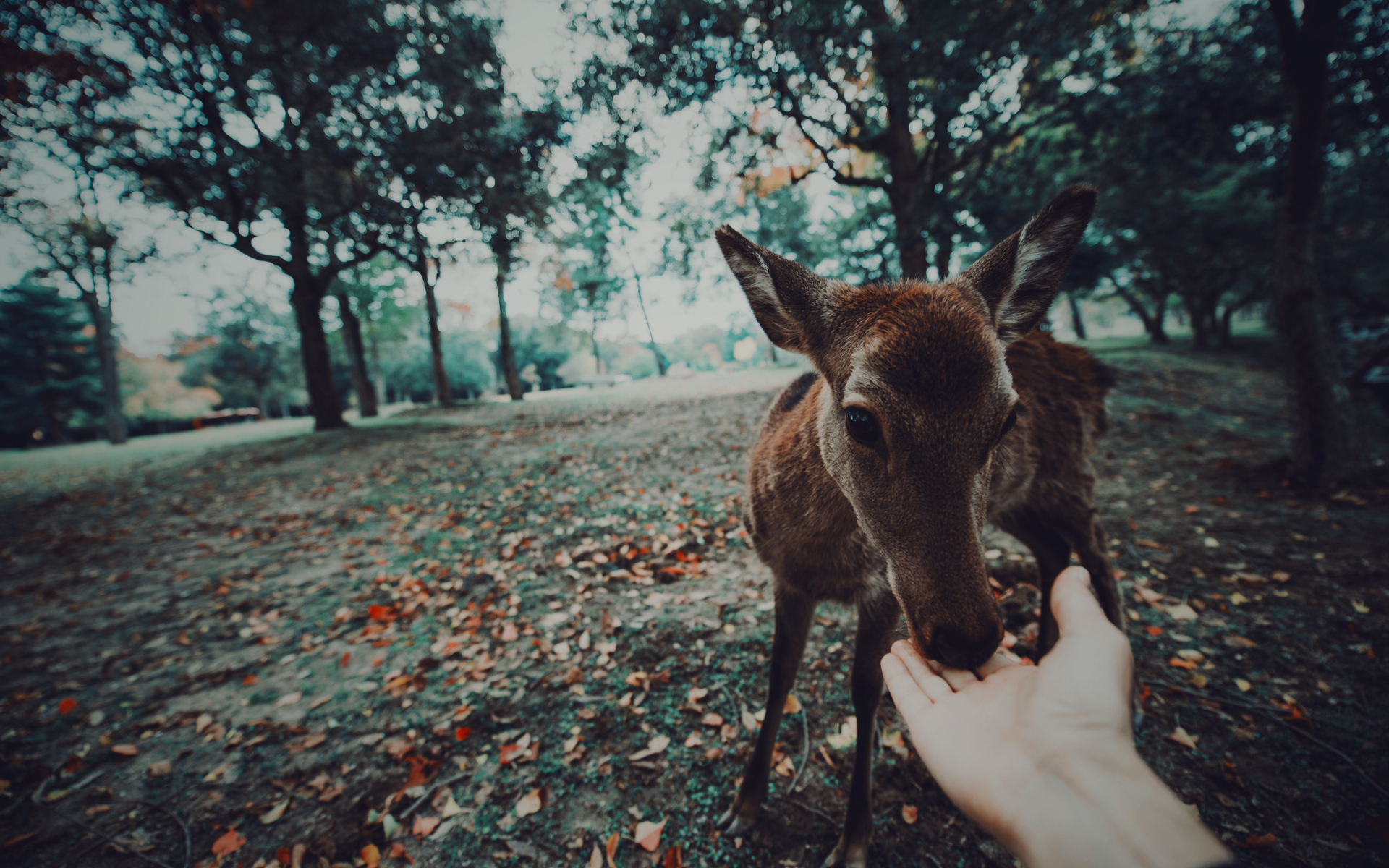 biodiversita